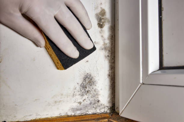 Reliable Sleepy Hollow, NY Mold Removal Solutions